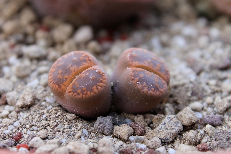 Lithops aucampiae f. kuruman C173