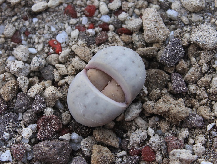 Lithops ruschiorum C102