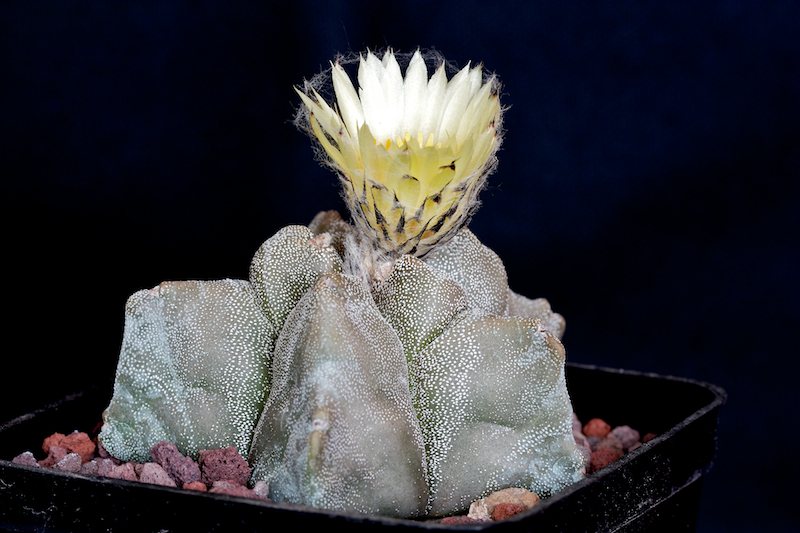 Astrophytum myriostigma cv. kikko 