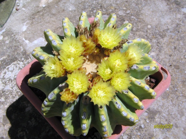 Ferocactus glaucescens v. inermis 