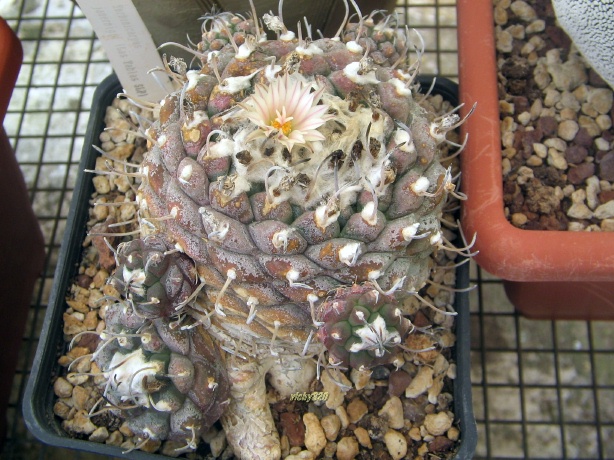 Turbinicarpus jauernigii 