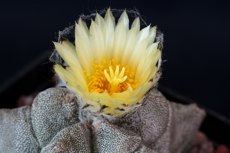 Astrophytum myriostigma cv. kikko 