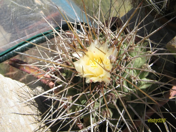 Thelocactus rinconensis ssp. nidulans 