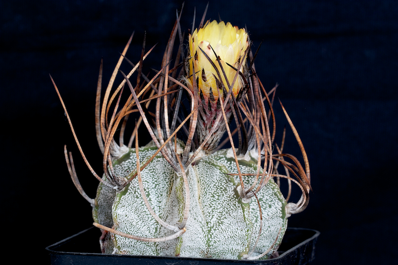 Astrophytum capricorne v. niveum 