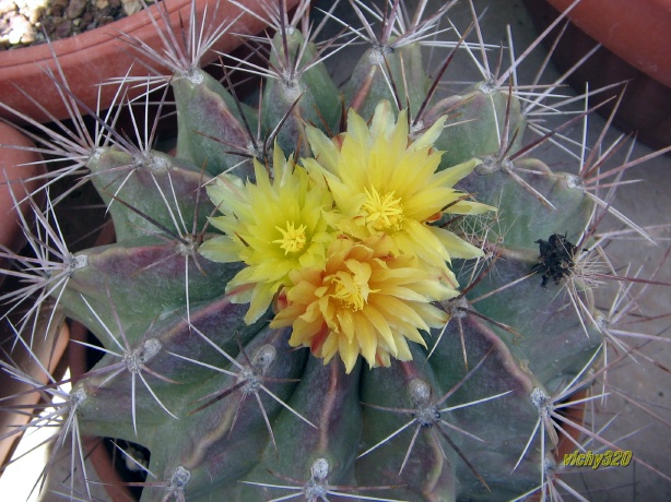 Ferocactus echidne v. rhodanthus 