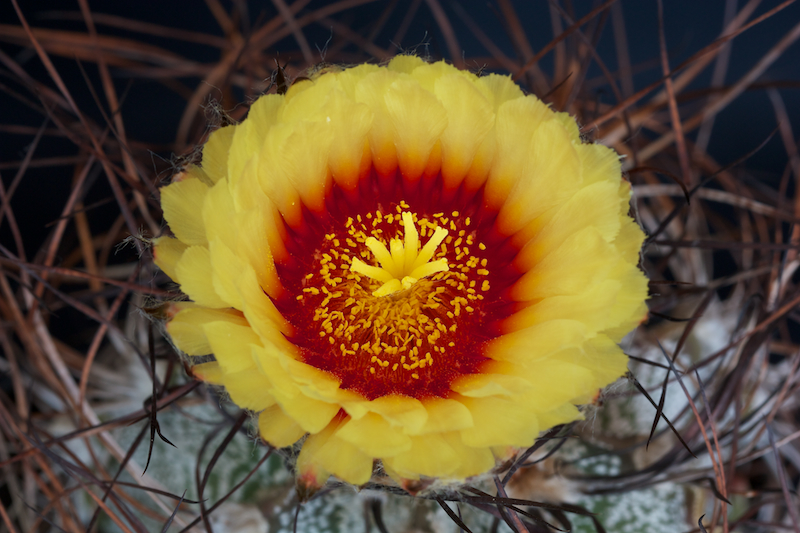 Astrophytum capricorne 