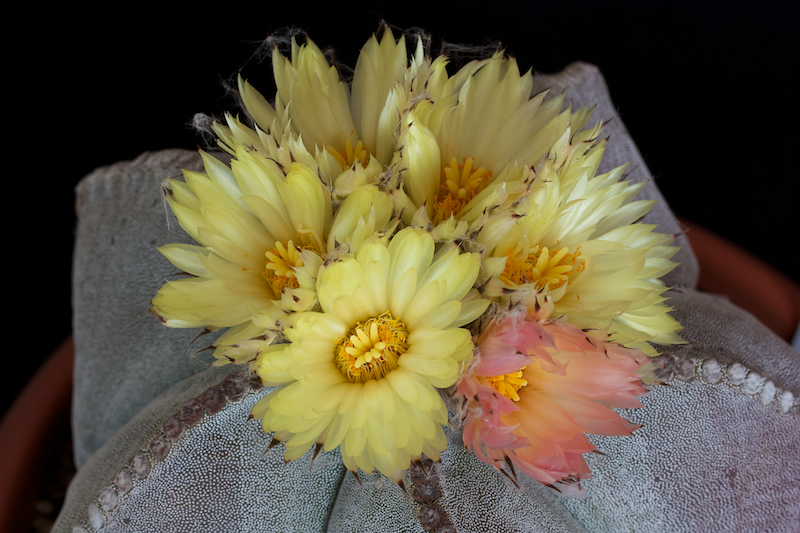 Astrophytum myriostigma 