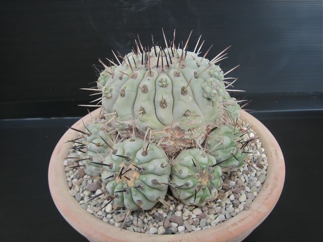 Copiapoa cinerea 