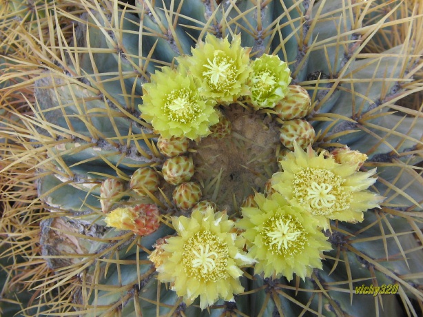 Ferocactus glaucescens 