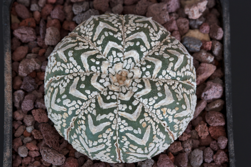 Astrophytum asterias cv. super kabuto v-type 