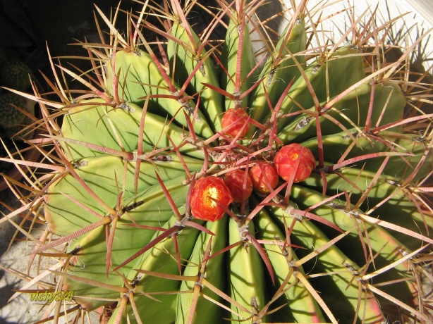 Ferocactus stainesii v. pringlei 