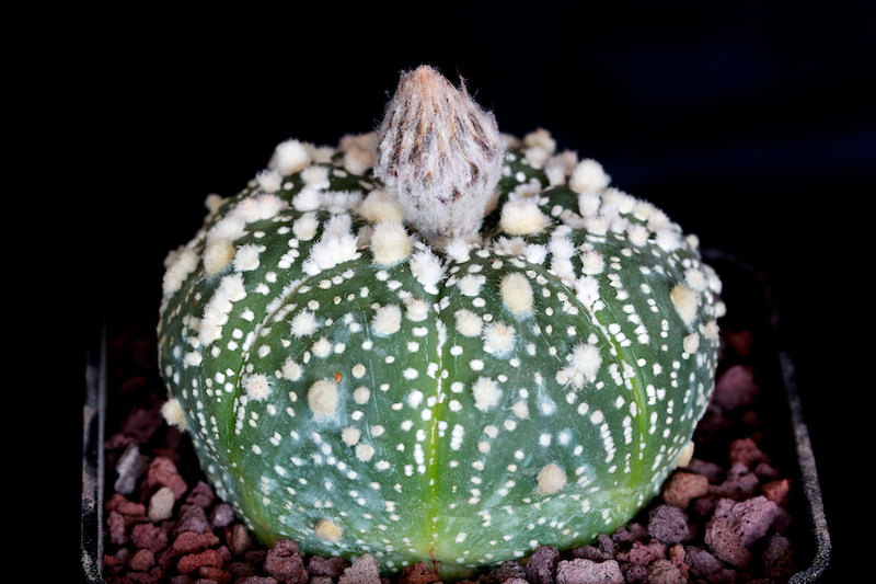 Astrophytum asterias cv. hanazono kabuto 