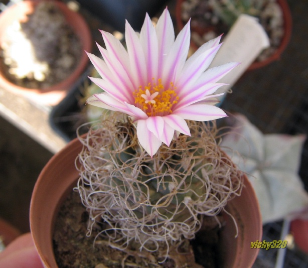 Turbinicarpus pseudomacrochele 