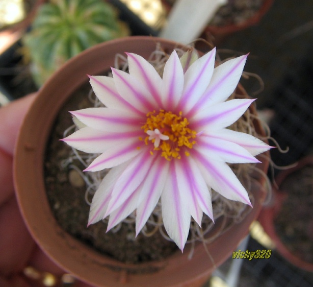 Turbinicarpus pseudomacrochele 