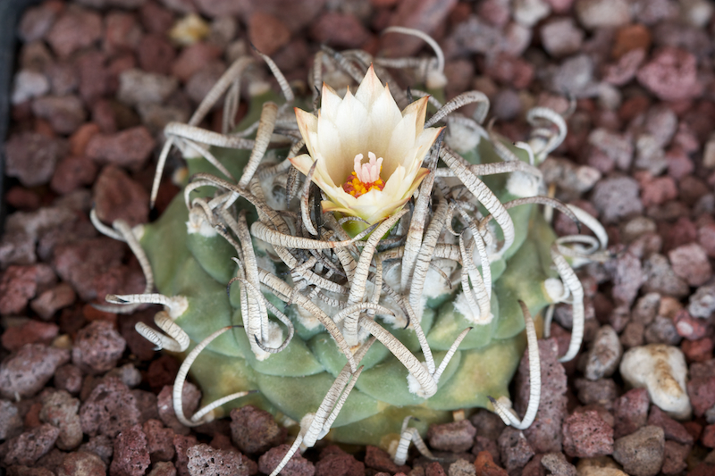 Turbinicarpus schwarzii 