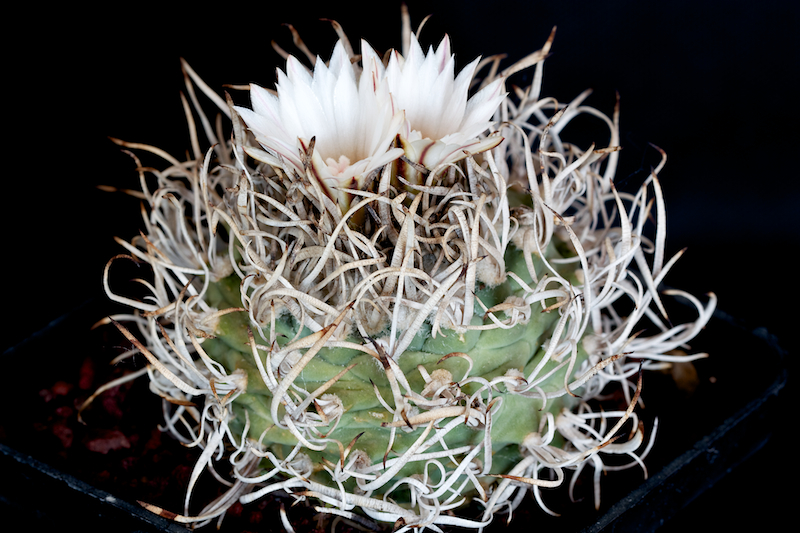 Turbinicarpus schwarzii 