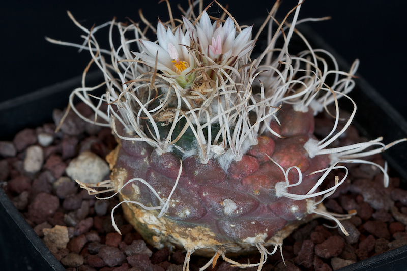 Turbinicarpus macrochele 