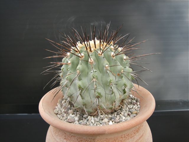 Copiapoa dealbata 