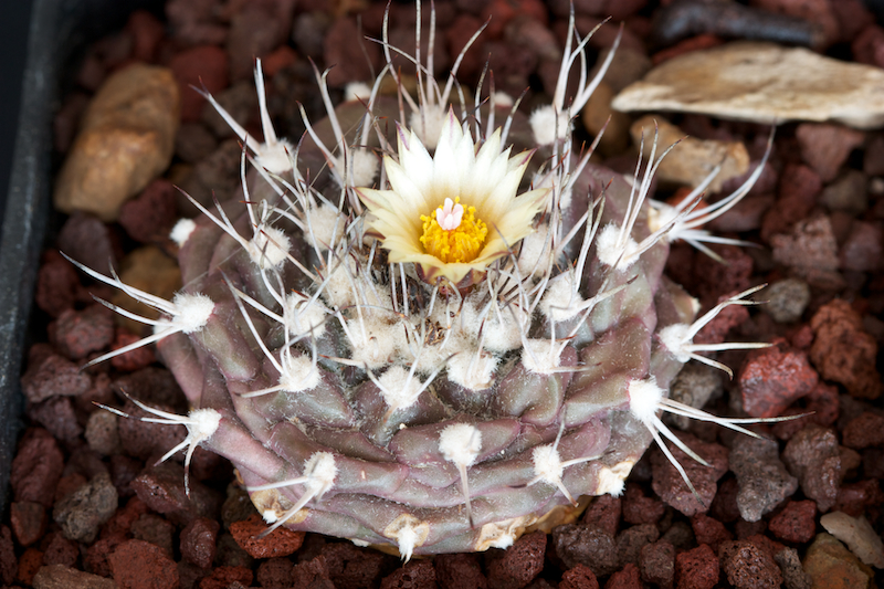 Turbinicarpus swobodae 