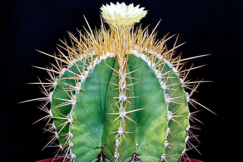 Astrophytum ornatum 