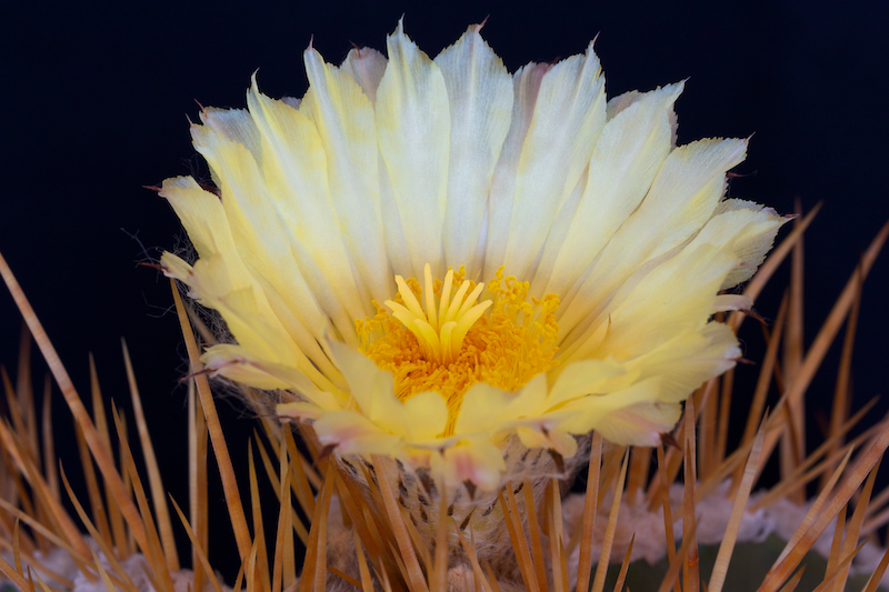 Astrophytum ornatum 