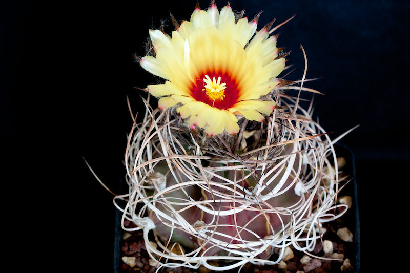 Astrophytum capricorne v. senile 