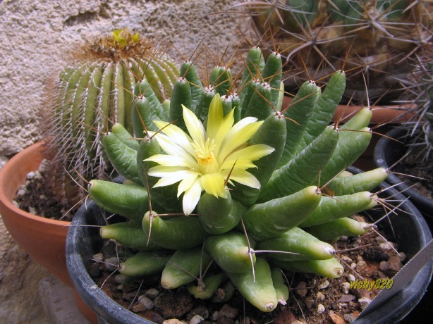 Mammillaria longimamma 