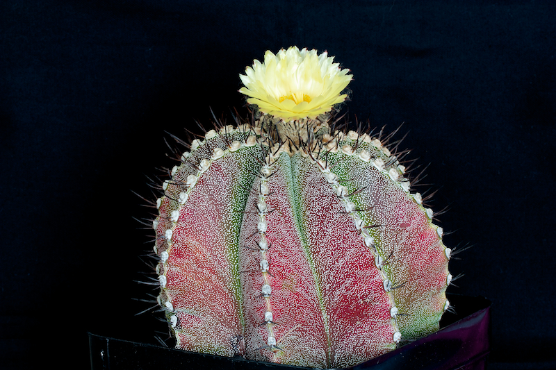 Astrophytum myriostigma x ornatum 