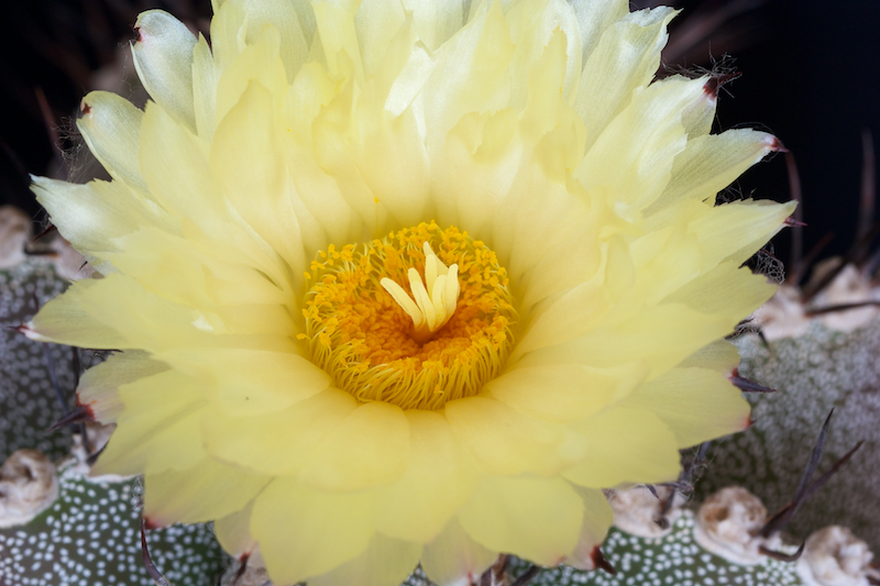 Astrophytum myriostigma x ornatum 