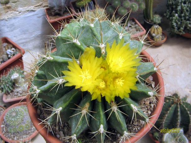 Ferocactus echidne 