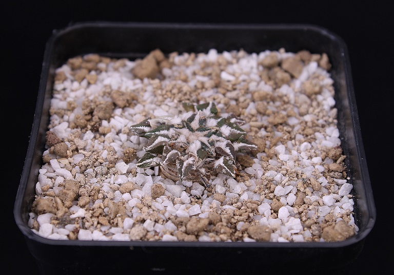 Ariocarpus kotschoubeyanus v. albiflorus MMR1