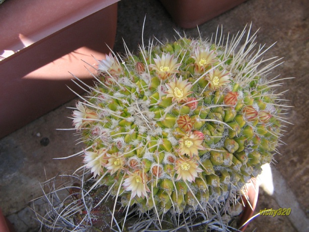 Mammillaria karwinskiana 