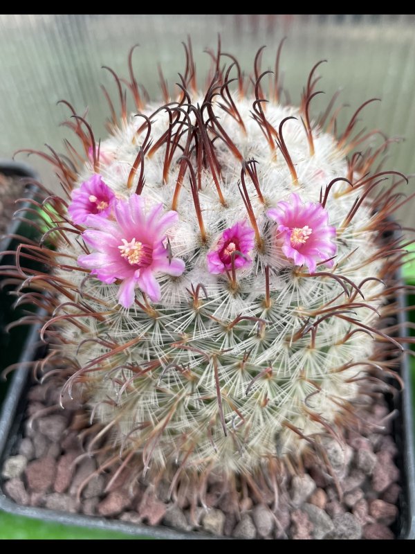 Mammillaria bombycina cv. split spines 