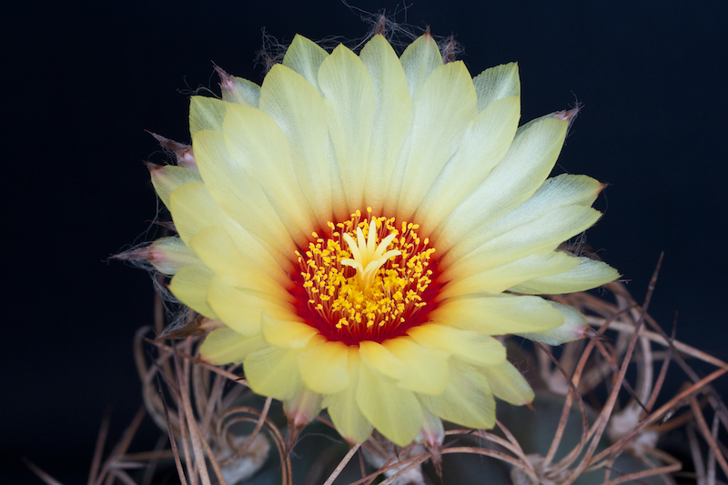 Astrophytum capricorne v. senile 