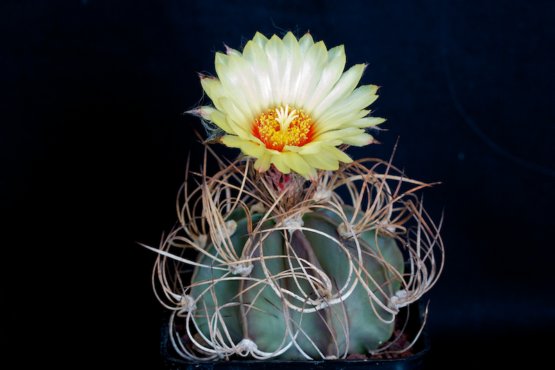 Astrophytum capricorne v. senile 