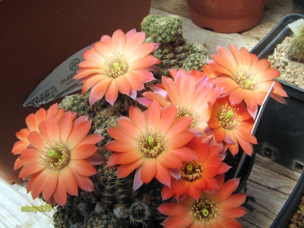 Rebutia pygmaea 