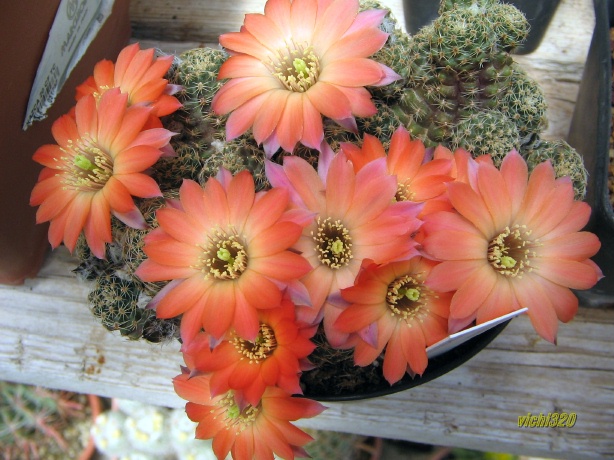 Rebutia pygmaea 