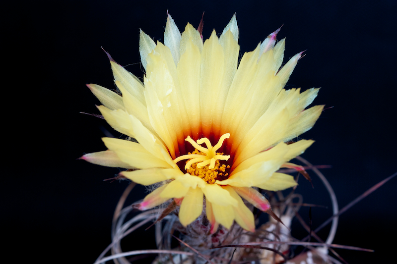 Astrophytum capricorne 