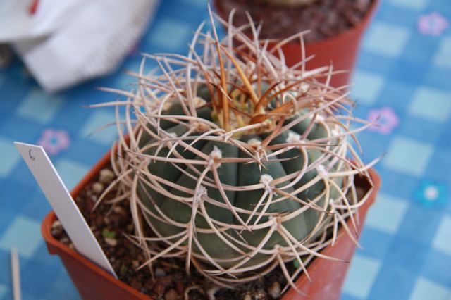 Gymnocalycium cardenasianum 