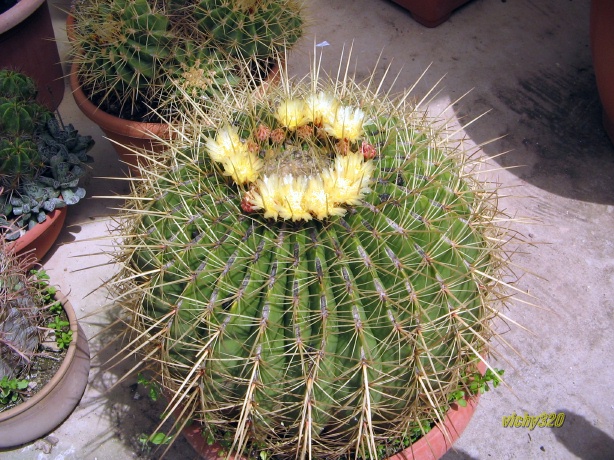 Ferocactus histrix 