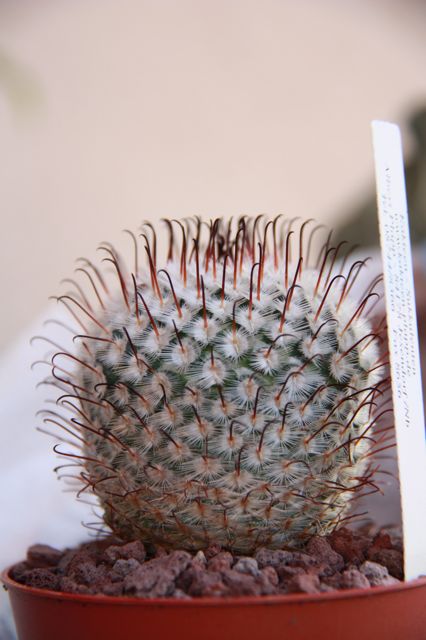 Mammillaria perezdelarosae 