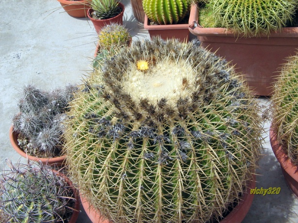 Echinocactus grusonii v. albispinus 