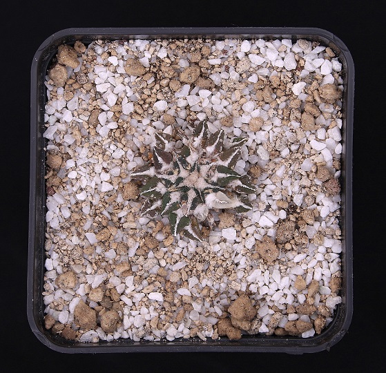 Ariocarpus kotschoubeyanus v. albiflorus MMR1