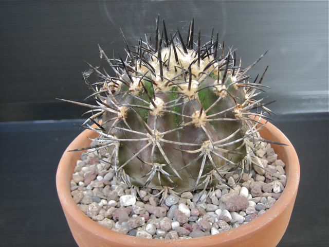 Copiapoa cupreata 