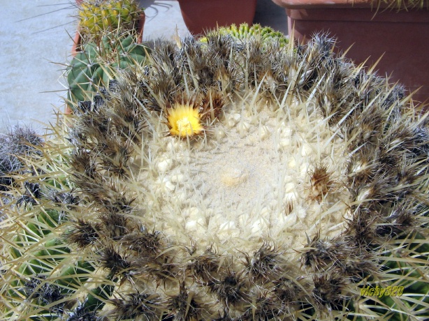 Echinocactus grusonii v. albispinus 