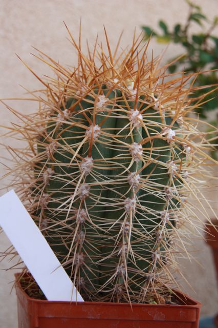 Trichocereus terscheckii 