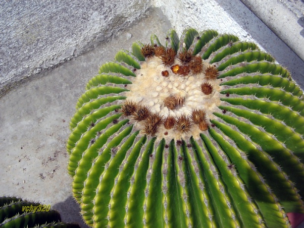 Echinocactus grusonii v. inermis 