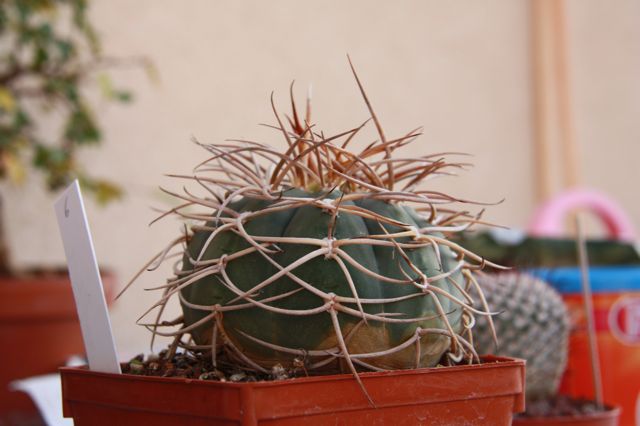 Gymnocalycium cardenasianum 