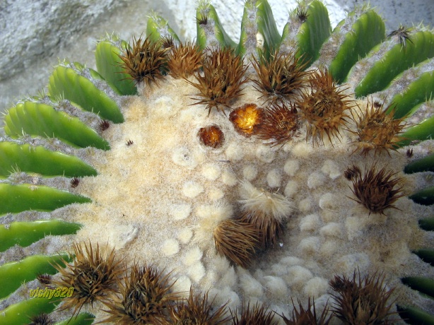 Echinocactus grusonii v. inermis 