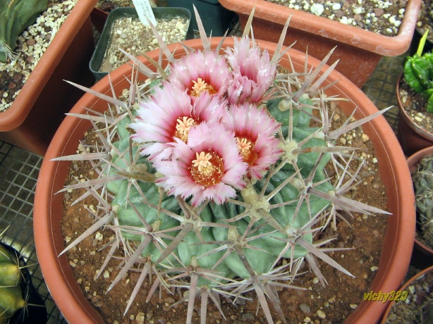 Echinocactus texensis 